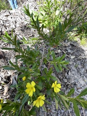 Hibbertia cuneiformis