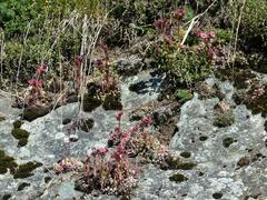 Sempervivum arachnoideum