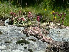 Sempervivum arachnoideum