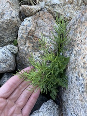 Cryptogramma acrostichoides