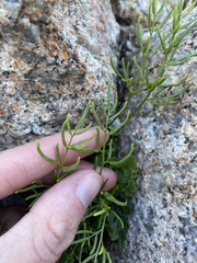 Cryptogramma acrostichoides