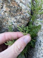 Cryptogramma acrostichoides
