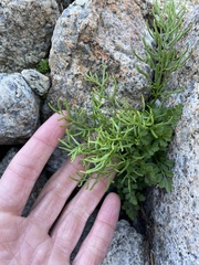 Cryptogramma acrostichoides