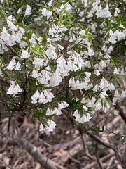 Styphelia setigera