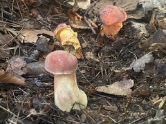 Lanmaoa pallidorosea