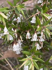 Styphelia setigera