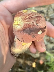 Lanmaoa pallidorosea