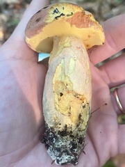 Lanmaoa pallidorosea