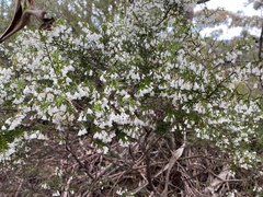 Styphelia setigera
