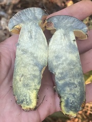 Lanmaoa pallidorosea