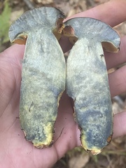 Lanmaoa pallidorosea