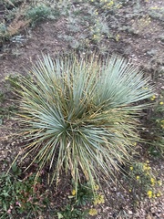 Yucca glauca