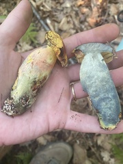 Lanmaoa pallidorosea