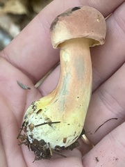 Lanmaoa pallidorosea