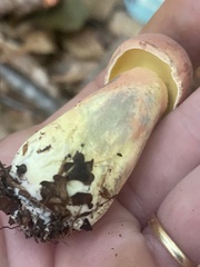 Lanmaoa pallidorosea