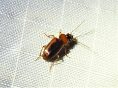 Stenolophus dissimilis