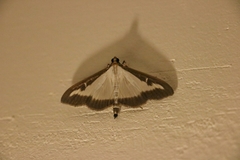Cydalima perspectalis
