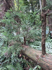 Cryptomeria japonica