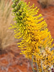 Grevillea eriostachya