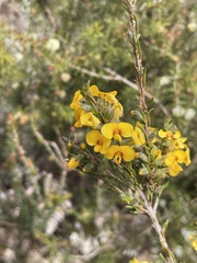 Dillwynia floribunda