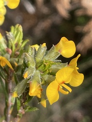 Dillwynia floribunda