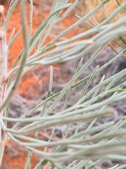Grevillea eriostachya