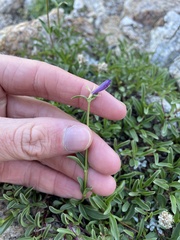Penstemon heterodoxus