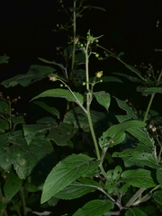 Scrophularia alpestris