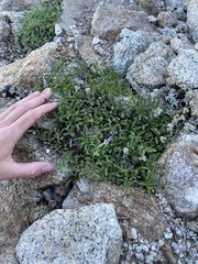 Penstemon heterodoxus
