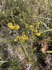 Dillwynia floribunda