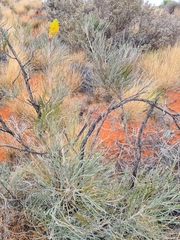 Grevillea eriostachya