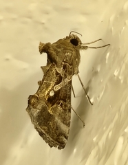 Chrysodeixis