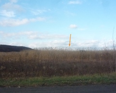 Phragmites australis altissimus