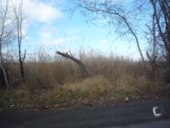 Phragmites australis altissimus