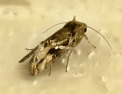Chrysodeixis