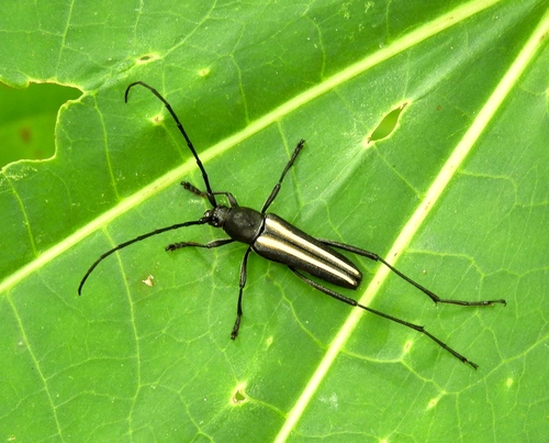 Lophalia prolata Chemsak & Linsley, 1988