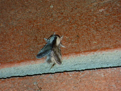 Tolype velleda