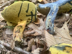 Lanmaoa carminipes