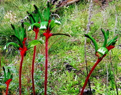 Anigozanthos manglesii