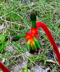 Anigozanthos manglesii