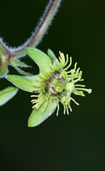 Passiflora suberosa