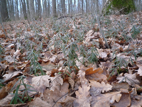 Dwarf euonymus (Euonymus nanus)