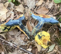 Lanmaoa carminipes