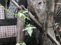 Passiflora suberosa