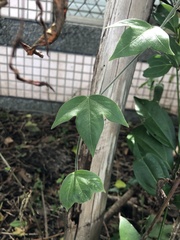Passiflora suberosa