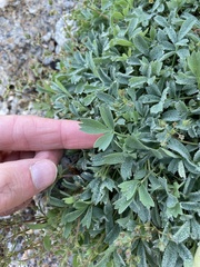 Sibbaldia procumbens