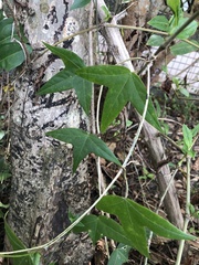 Passiflora suberosa