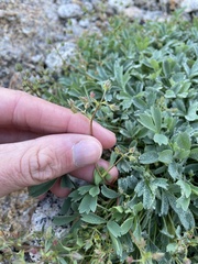 Sibbaldia procumbens