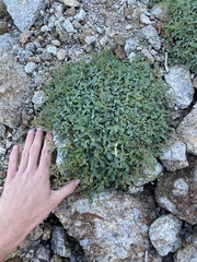 Sibbaldia procumbens