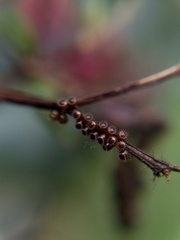 Podisus maculiventris